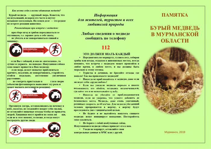 Бурый медведь в Мурманской области 