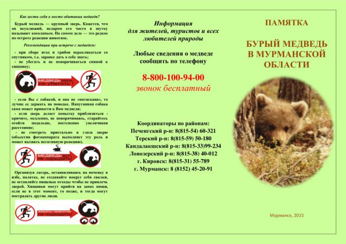 Бурый медведь в Мурманской области